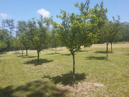 Ive Trifunovića | 4zida.rs