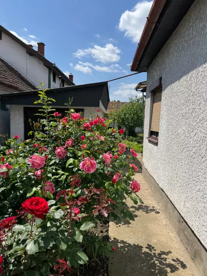 Zeleno Polje | 4zida.rs