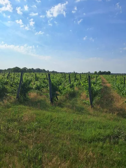 Hajdukovo | 4zida.rs