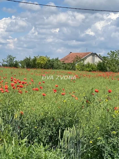 Čenej | 4zida.rs