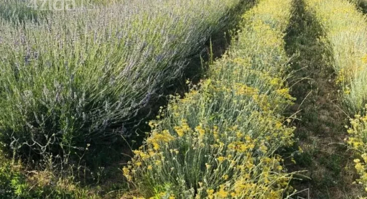 Poljoprivredno zemljište | 4zida