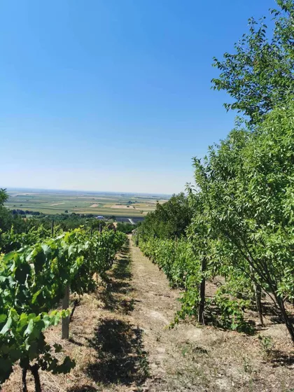 Slankamenački Vinogradi | 4zida.rs