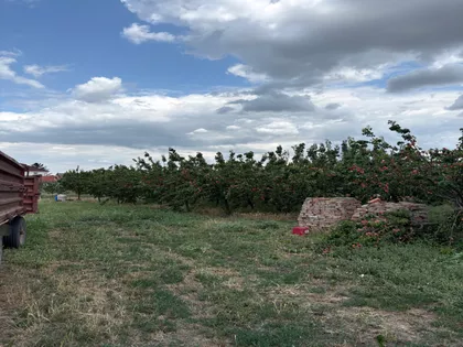 Ečka | 4zida.rs