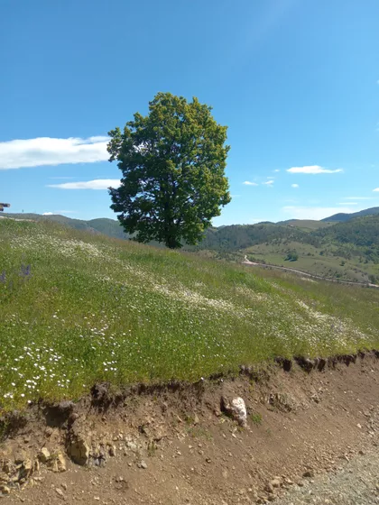Kraljeva Kosa 6 | 4zida.rs
