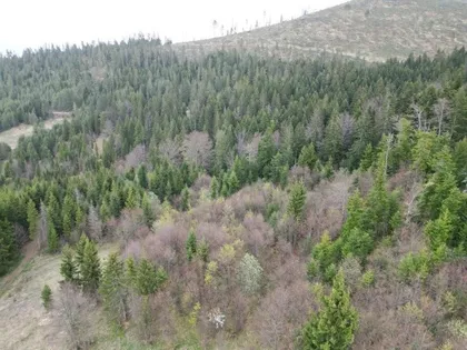 Zlatibor | 4zida.rs
