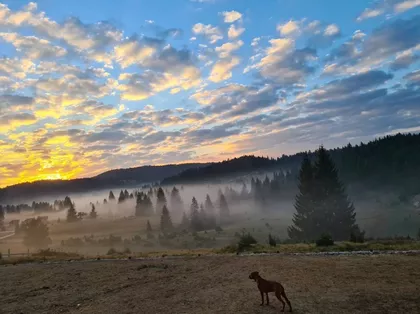 Isidore Sekulić | 4zida.rs