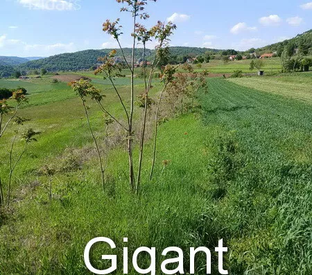 Plac | 4zida