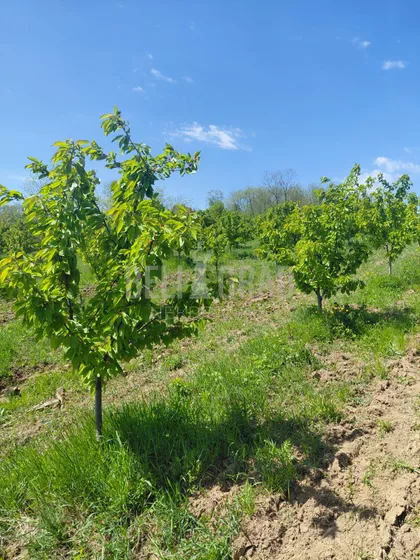 Potes Mesetina | 4zida.rs