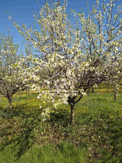 Male Pčelice | 4zida.rs