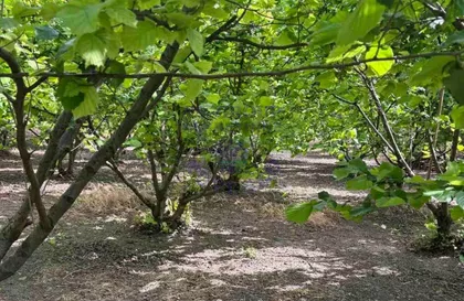 Veliki Radinci | 4zida.rs