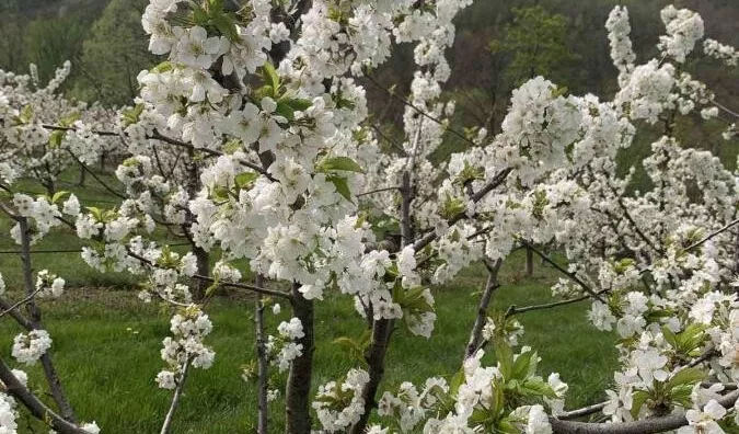 Poljoprivredno zemljište | 4zida