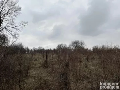 Kumanica | 4zida.rs