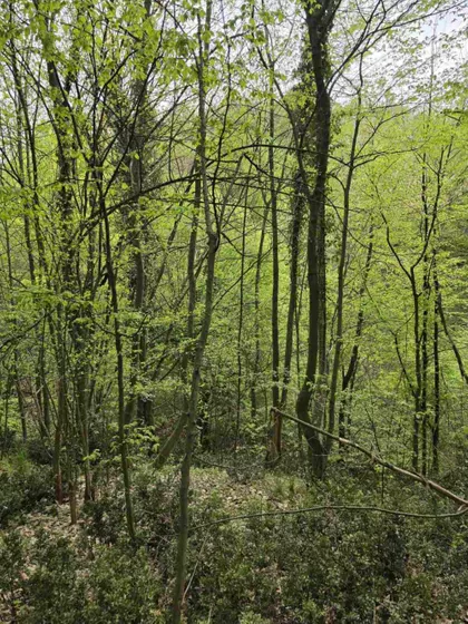 Bukovik | 4zida.rs