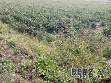 NIKANORA GRUJIĆ | 4zida.rs