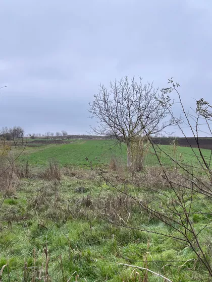 Cara Lazara | 4zida.rs