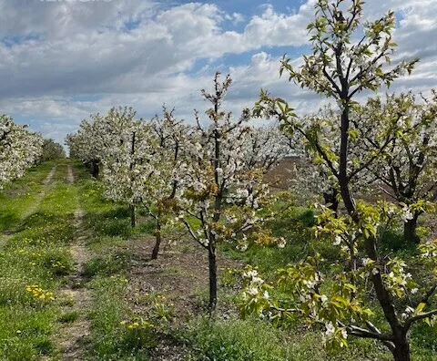Poljoprivredno zemljište | 4zida
