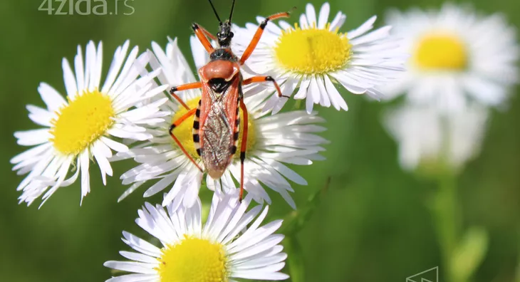Poljoprivredno zemljište | 4zida