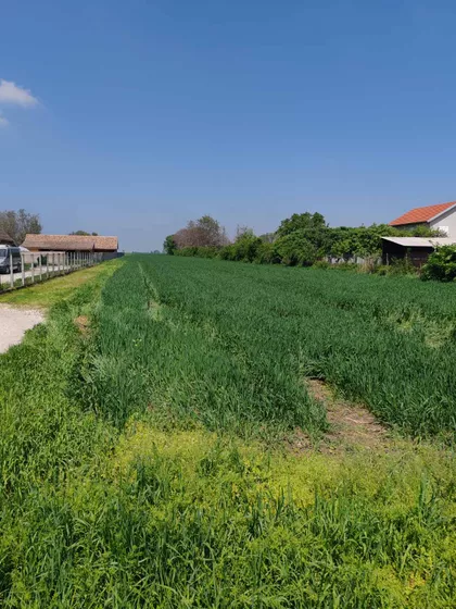 Stara Misa | 4zida.rs