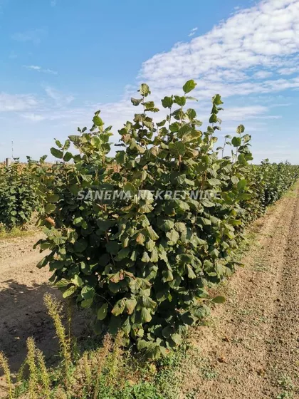 Kljajićevo | 4zida.rs