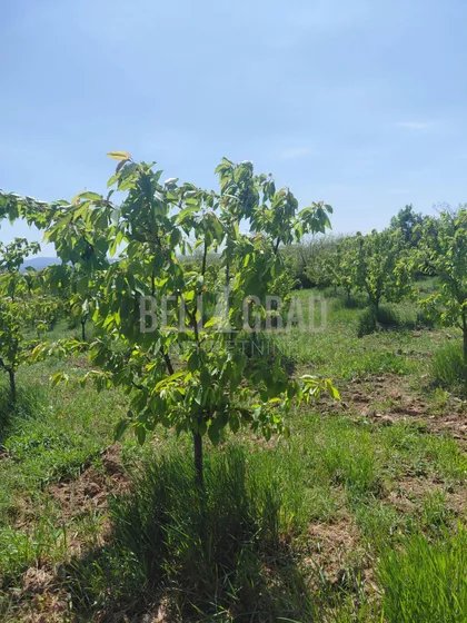 Potes Mesetina | 4zida.rs