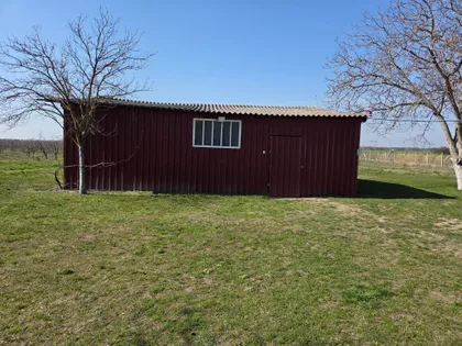 Muškatla | 4zida.rs