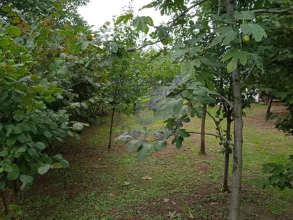 Puckaroš | 4zida.rs