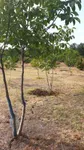Plac | 4zida