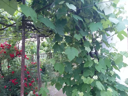 Kozaračka | 4zida.rs