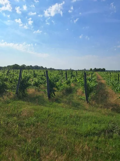 Salaš sa vinogradom i jezerom | 4zida.rs