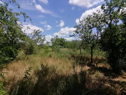 Srpski Šor | 4zida.rs
