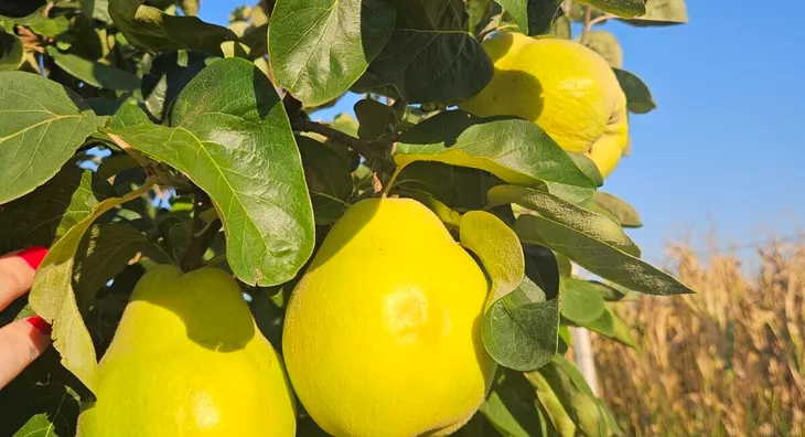 Poljoprivredno zemljište | 4zida