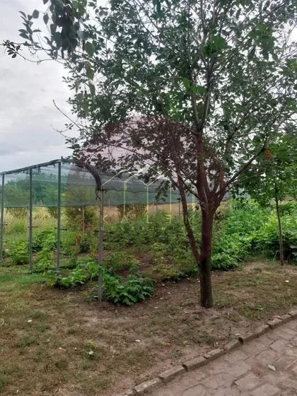 Novi Žednik | 4zida.rs