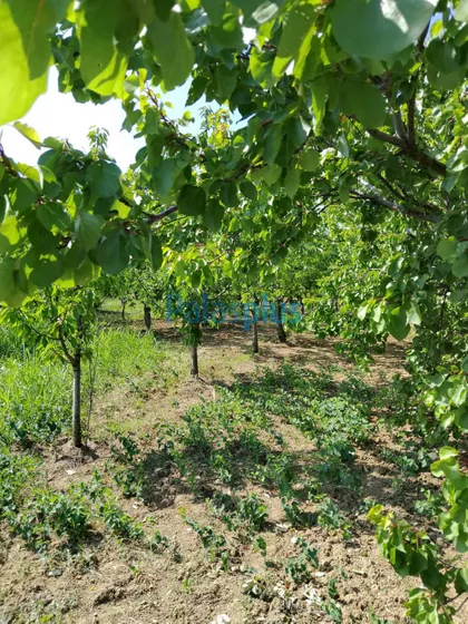 Ritopečka | 4zida.rs