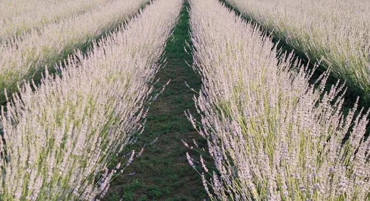 Poljoprivredno zemljište | 4zida