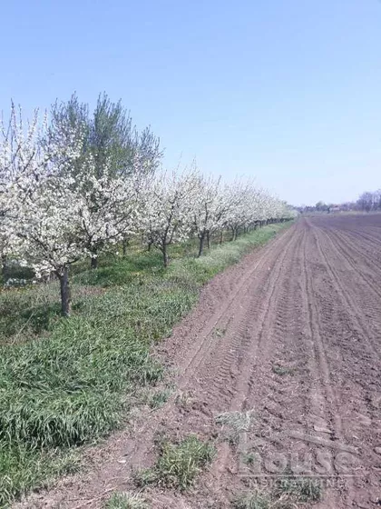 Stepanovićevo | 4zida.rs