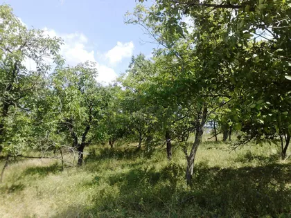 Mandra | 4zida.rs