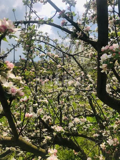 Alekse Žujovića | 4zida.rs