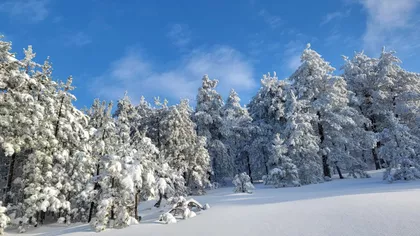 Zaselak Lučića Ograda | 4zida.rs