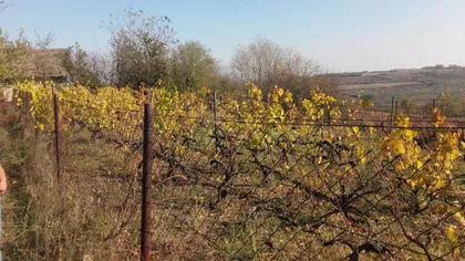 Miloševo | 4zida.rs