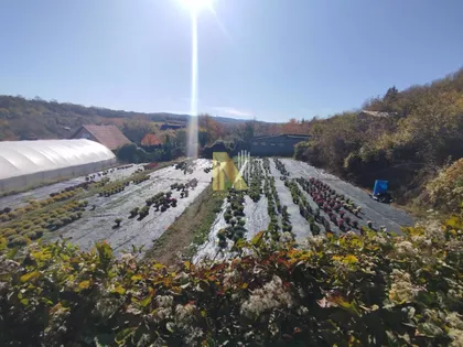 Sremska Kamenica | 4zida.rs