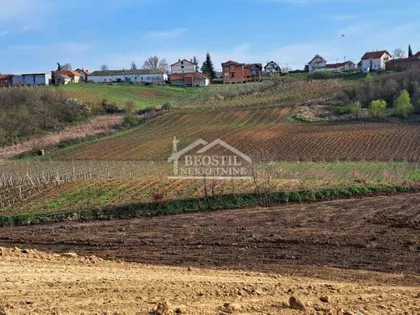Brestovnik | 4zida.rs