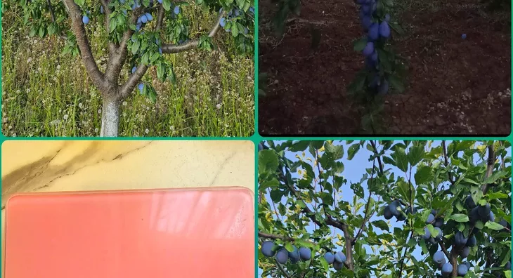 Poljoprivredno zemljište | 4zida