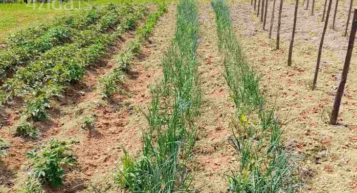 Poljoprivredno zemljište | 4zida