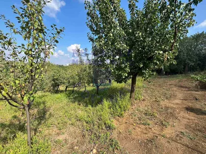 Alibegovac | 4zida.rs