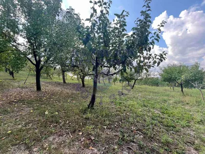 Alibegovac | 4zida.rs