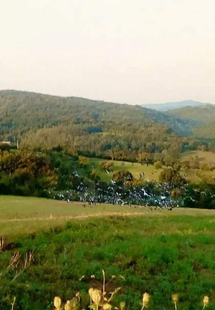 Brđanska | 4zida.rs