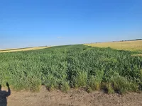 Novi Banovci, Okolne lokacije, Stara Pazova | 4zida.rs