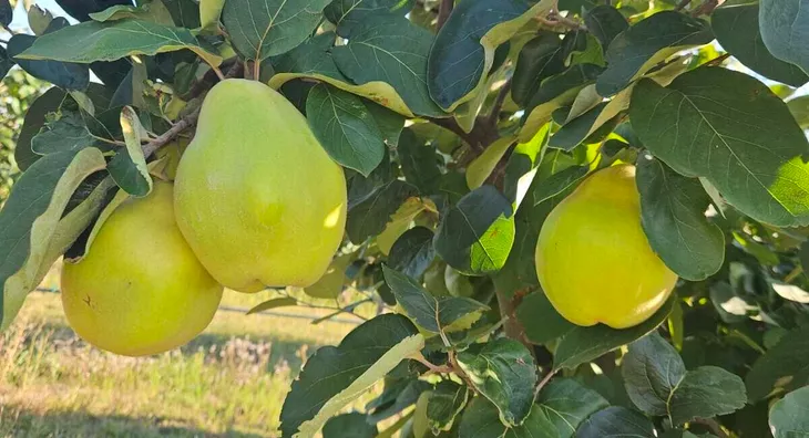 Poljoprivredno zemljište | 4zida