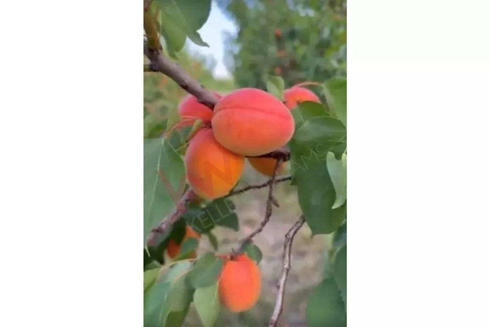 Poljoprivredno zemljište | 4zida