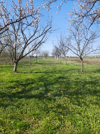 Vlasinska | 4zida.rs